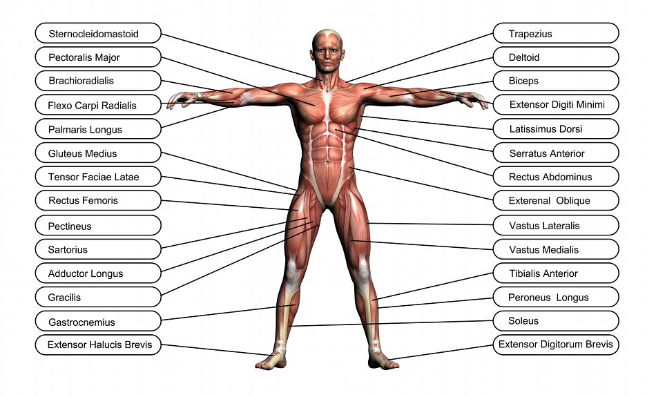 muscles-anatomie-humaine
